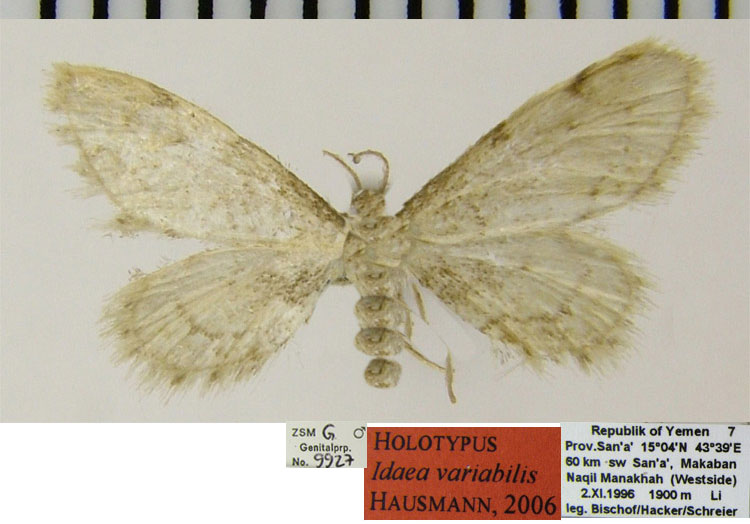 /filer/webapps/moths/media/images/V/variabilis_Idaea_HT_ZSMa.jpg