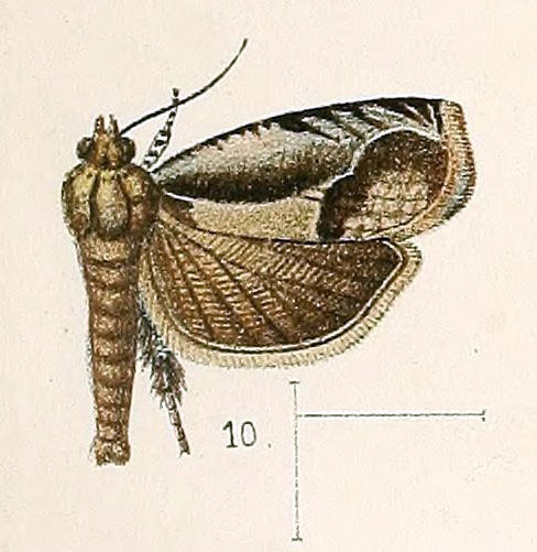 /filer/webapps/moths/media/images/V/variabilis_Phaecasiophora_ST_Walsingham_1891_3-10.jpg