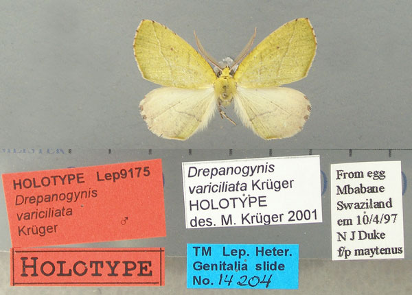/filer/webapps/moths/media/images/V/variciliata_Drepanogynis_HT_TMSA.jpg