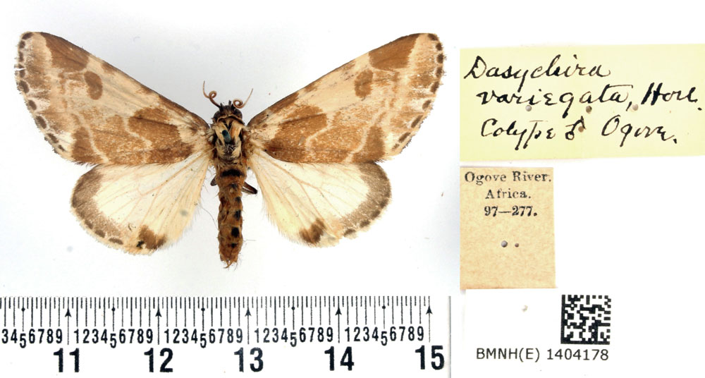 /filer/webapps/moths/media/images/V/variegata_Dasychira_PTM_BMNH.jpg