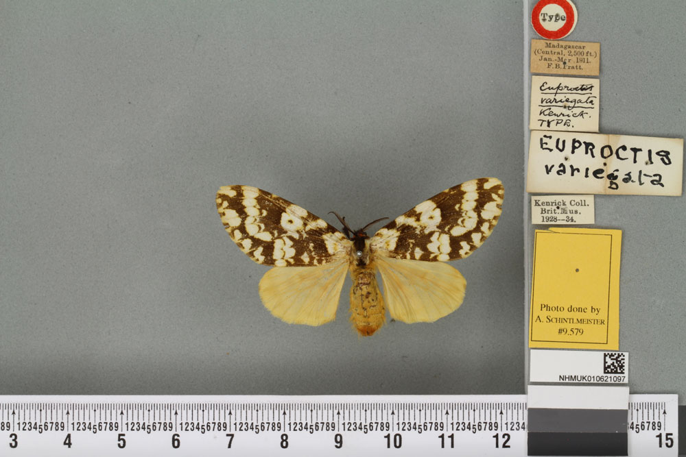/filer/webapps/moths/media/images/V/variegata_Euproctis_HT_BMNHa.jpg