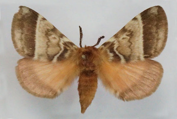 /filer/webapps/moths/media/images/V/variegata_Poloma_AF_Stroehle.jpg