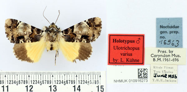 /filer/webapps/moths/media/images/V/varius_Ulotrichopus_HT_BMNH.jpg