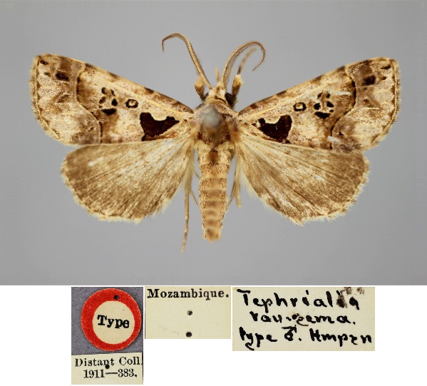 /filer/webapps/moths/media/images/V/vausema_Tephrialia_HT_BMNH.jpg