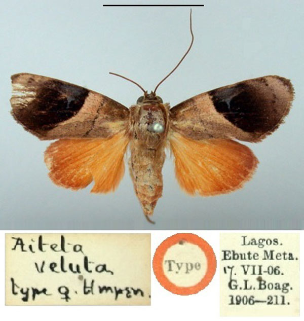 /filer/webapps/moths/media/images/V/veluta_Aiteta_HT_BMNH.jpg