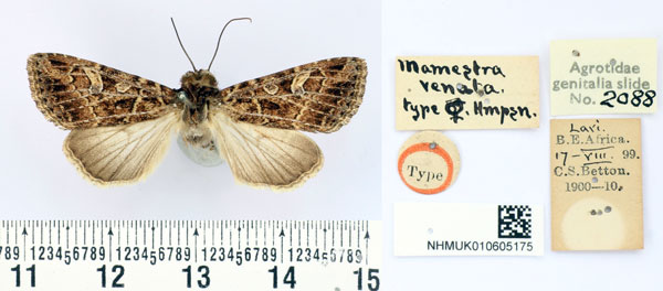/filer/webapps/moths/media/images/V/venata_Polia_HT_BMNH.jpg