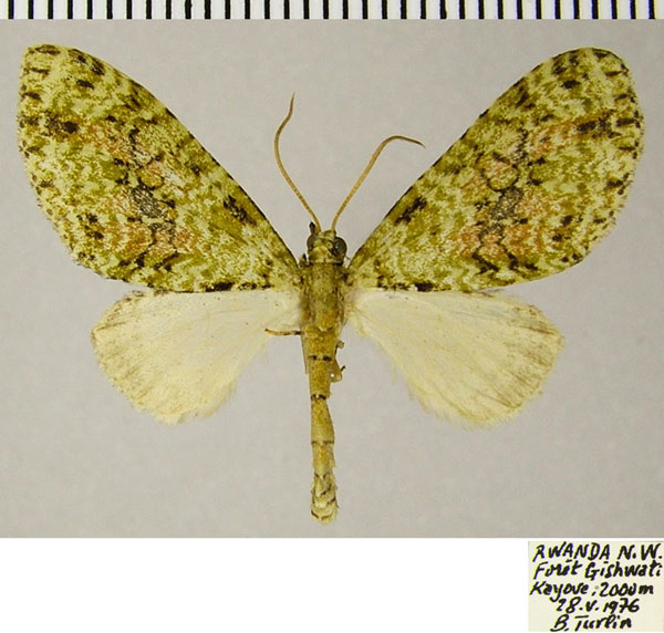 /filer/webapps/moths/media/images/V/veninotata_Lobidiopteryx_AM_ZSMa.jpg