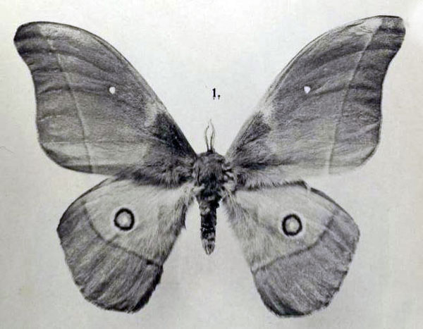 /filer/webapps/moths/media/images/V/venus_Nudaurelia_ST_Rebel_1917b_4-1.jpg