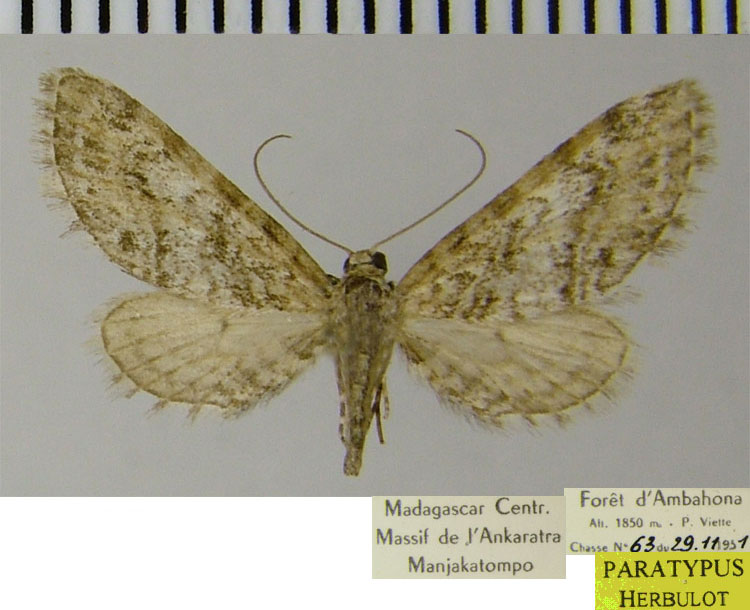 /filer/webapps/moths/media/images/V/vesiculata_Eupithecia_PTF_ZSM.jpg