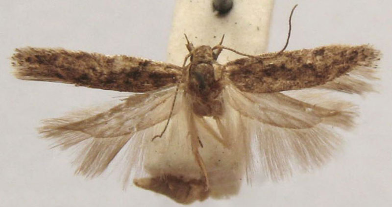 /filer/webapps/moths/media/images/V/vicaria_Phthorimaea_HT_BMNH.jpg
