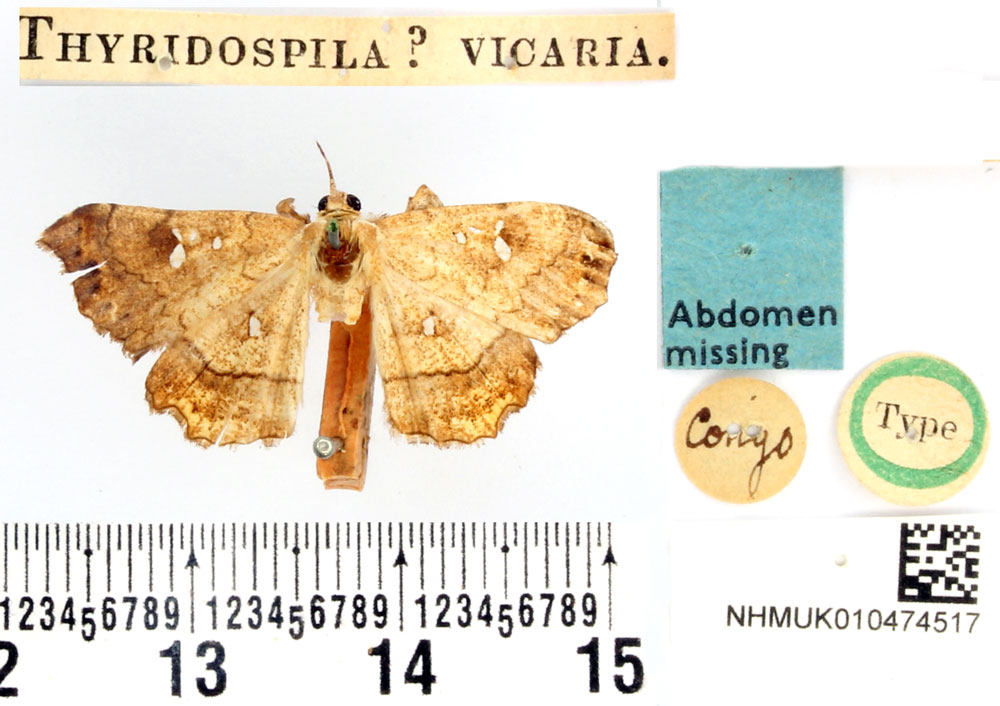/filer/webapps/moths/media/images/V/vicaria_Thyridospila_HT_BMNH.jpg