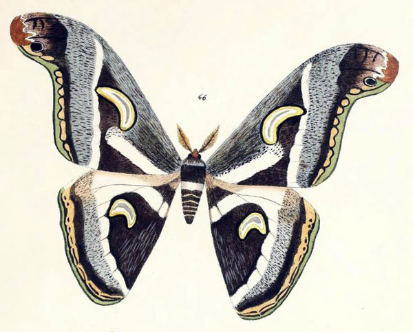 /filer/webapps/moths/media/images/V/victoria_Philosamia_HT_Maassen_1885_66.jpg