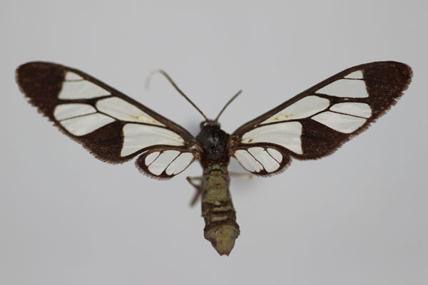 /filer/webapps/moths/media/images/V/victorina_Myopsyche_A_BMNH.jpg