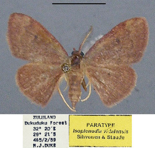 /filer/webapps/moths/media/images/V/vidalensis_Isoplenodia_PTM_TMSA.jpg