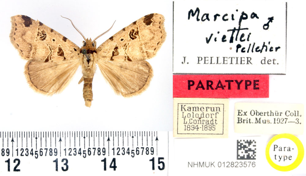 /filer/webapps/moths/media/images/V/viettei_Marcipa_PTM_BMNH.jpg