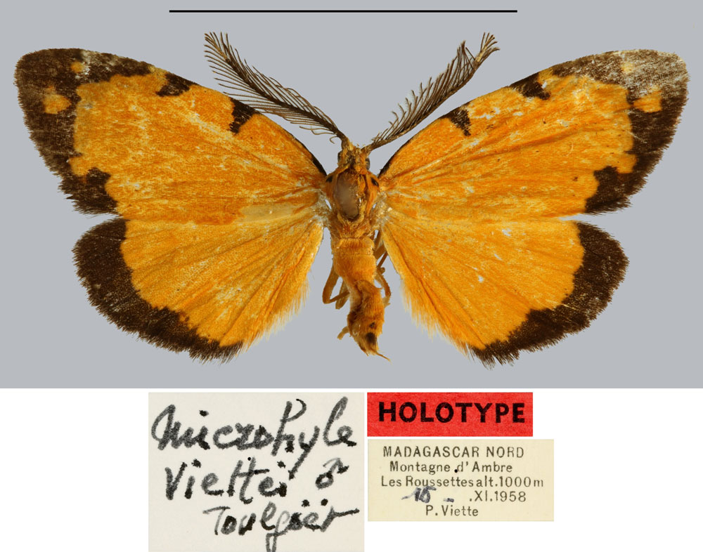 /filer/webapps/moths/media/images/V/viettei_Microhyle_HT_MNHN.jpg
