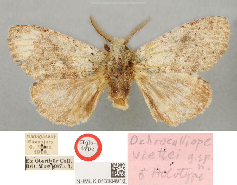 /filer/webapps/moths/media/images/V/viettei_Ochrocalliope_HT_BMNH.jpg