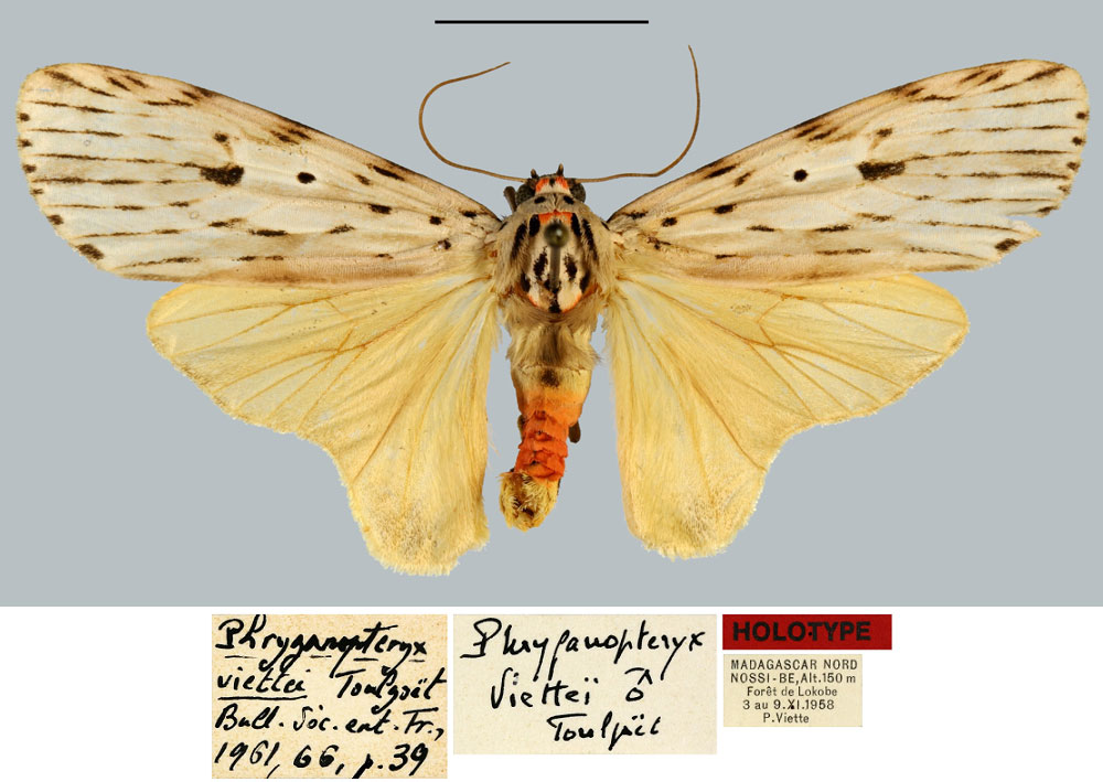 /filer/webapps/moths/media/images/V/viettei_Phryganopteryx_HT_MNHN.jpg