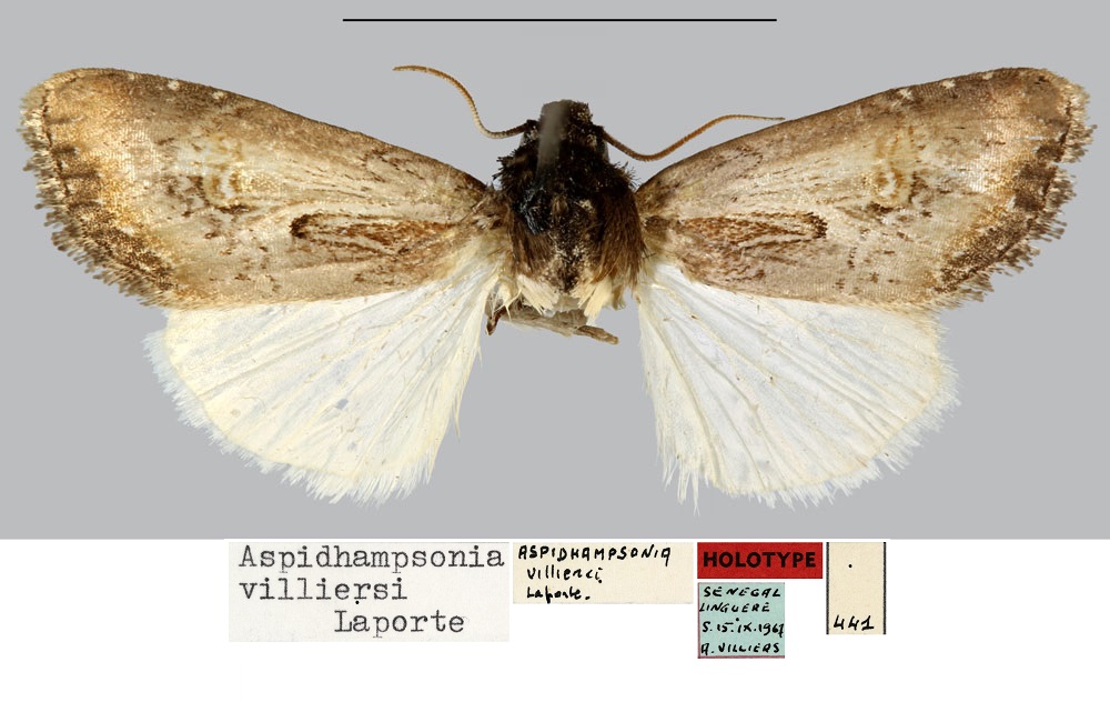 /filer/webapps/moths/media/images/V/villiersi_Aspidhampsonia_HT_MNHN.jpg