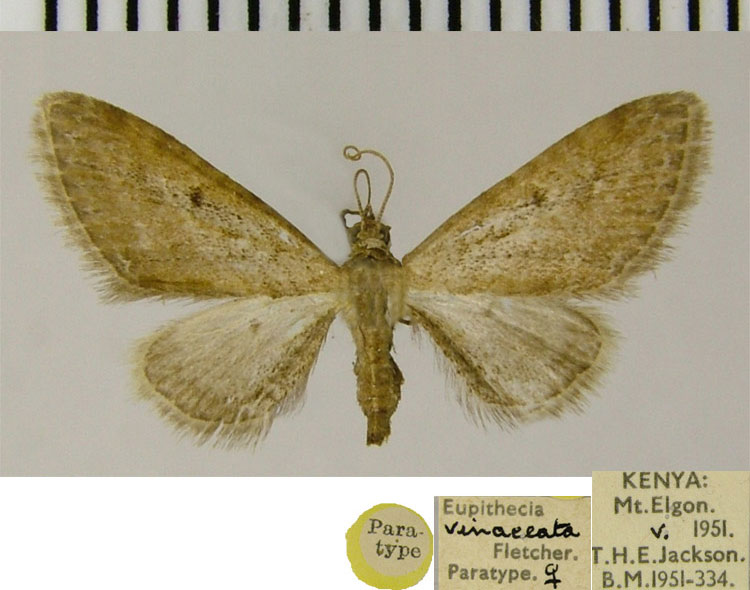 /filer/webapps/moths/media/images/V/vinaceata_Eupithecia_PTF_ZSM.jpg