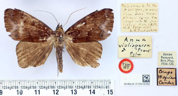 /filer/webapps/moths/media/images/V/violisparsa_Anua_HT_BMNH.jpg