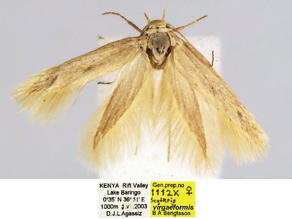 /filer/webapps/moths/media/images/V/virgaeformis_Scythris_HT_BMNH_eCF5lAi.jpg