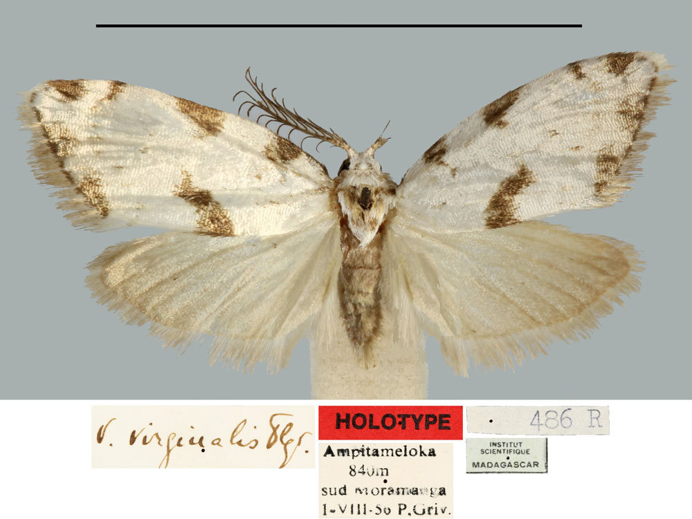 /filer/webapps/moths/media/images/V/virginalis_Viettesia_HT_MNHN.jpg
