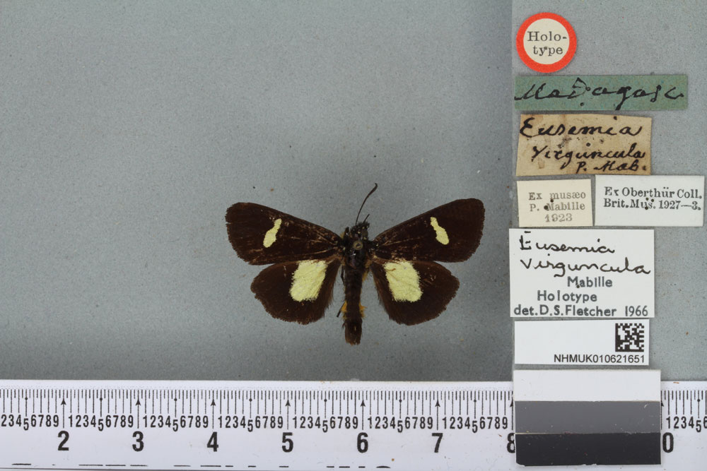 /filer/webapps/moths/media/images/V/virguncula_Eusemia_HT_BMNHa.jpg