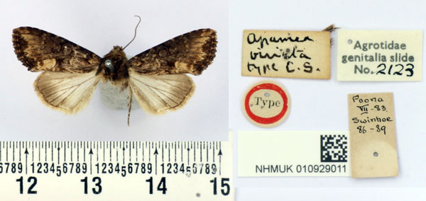 /filer/webapps/moths/media/images/V/viriata_Apamea_HT_BMNH.jpg