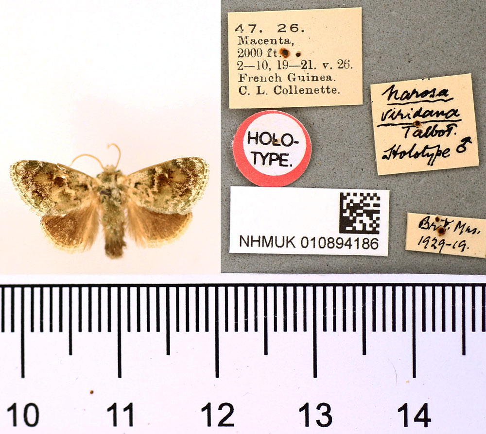 /filer/webapps/moths/media/images/V/viridana_Narosa_HT_BMNH.jpg