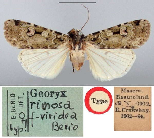 /filer/webapps/moths/media/images/V/viridea_Georyx_HT_BMNH.jpg