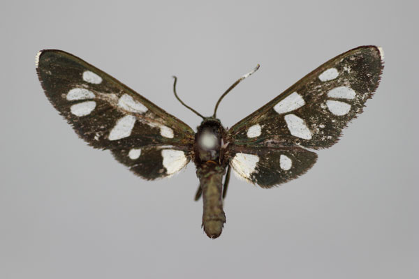 /filer/webapps/moths/media/images/V/viridescens_Amata_HT_BMNH.jpg