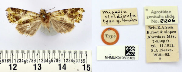 /filer/webapps/moths/media/images/V/viridirufa_Miselia_HT_BMNH.jpg
