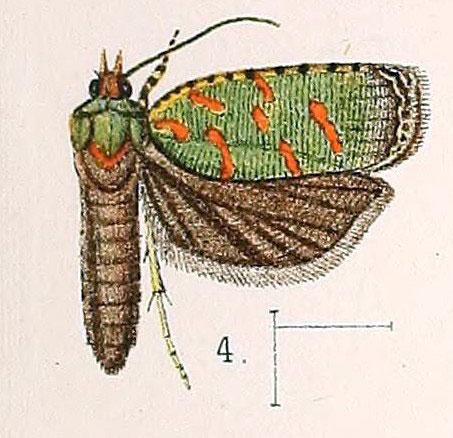 /filer/webapps/moths/media/images/V/viridis_Argyrotoxa_HT_Walsingham_1891_3-4.jpg