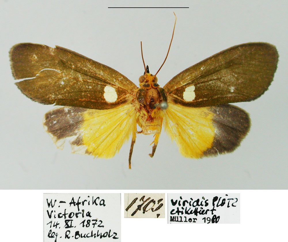 /filer/webapps/moths/media/images/V/viridis_Caryatis_ST_ZMHB.jpg