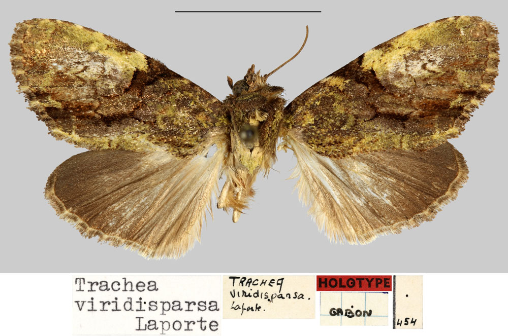 /filer/webapps/moths/media/images/V/viridisparsa_Trachea_HT_MNHN.jpg