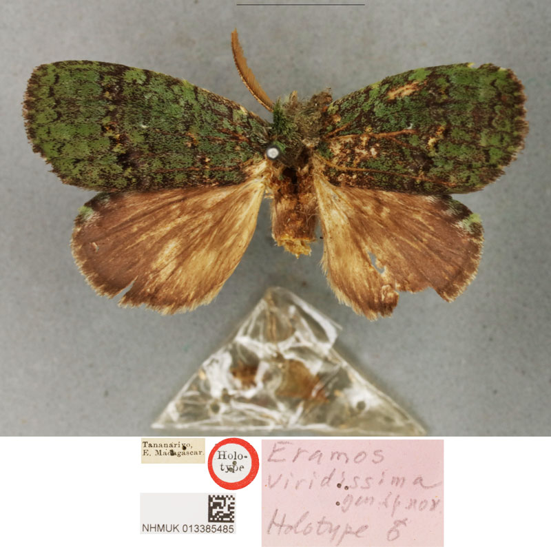 /filer/webapps/moths/media/images/V/viridissima_Eramos_HT_BMNH.jpg