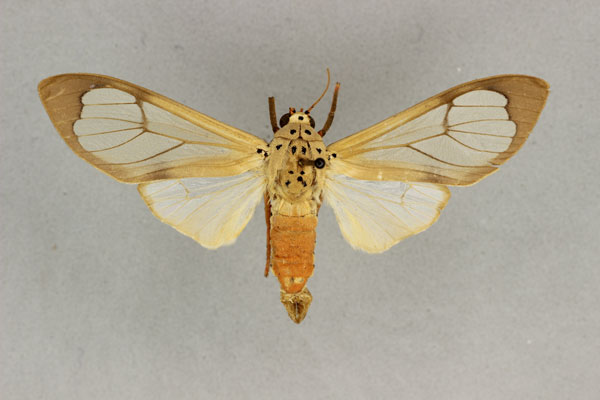 /filer/webapps/moths/media/images/V/vitrea_Amerila_AM_BMNH.jpg
