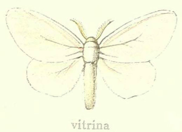 /filer/webapps/moths/media/images/V/vitrina_Hyaloperina_HT_Hering_21b.jpg