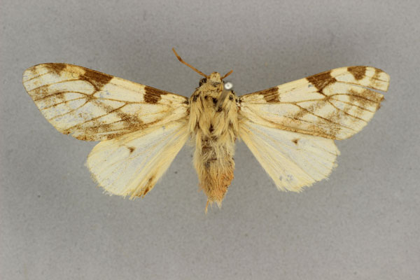 /filer/webapps/moths/media/images/V/vittata_Disparctia_HT_BMNH.jpg