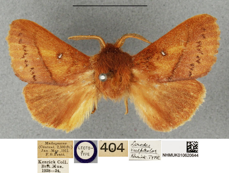 /filer/webapps/moths/media/images/V/vulpicolor_Phoenicladocera_LT_BMNH.jpg