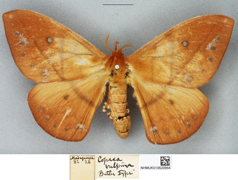 /filer/webapps/moths/media/images/V/vulpina_Copaxa_HT_BMNH.jpg