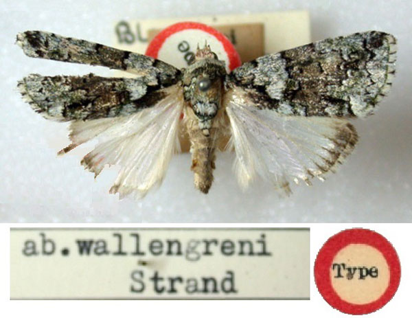 /filer/webapps/moths/media/images/W/wallengreni_Blenina_HT_BMNH.jpg