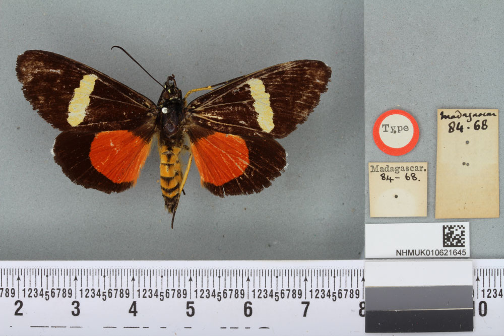 /filer/webapps/moths/media/images/W/watersii_Eusemia_HT_BMNHa.jpg