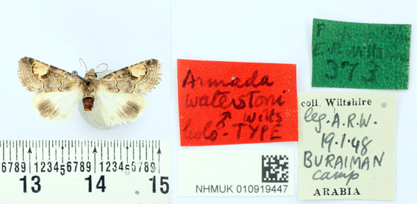 /filer/webapps/moths/media/images/W/waterstoni_Armada_HT_BMNH.jpg
