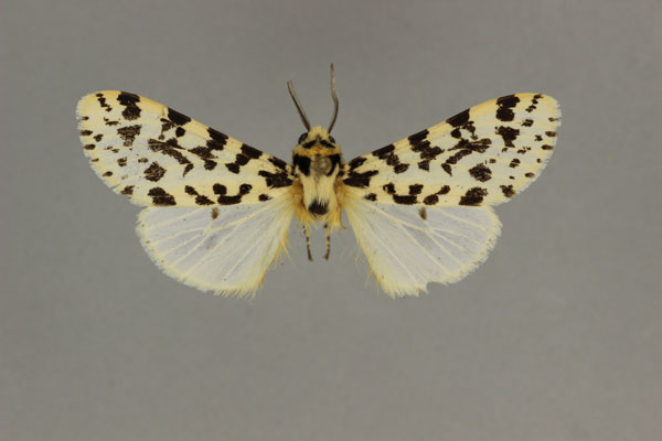 /filer/webapps/moths/media/images/W/whalleyi_Alpenus_HT_BMNH.jpg