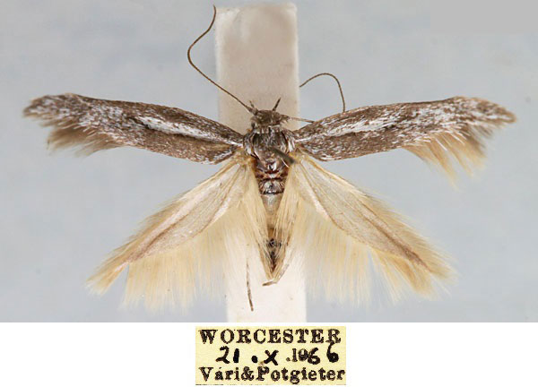 /filer/webapps/moths/media/images/W/worcesterensis_Scythris_HT_TMSA_EiyWo39.jpg