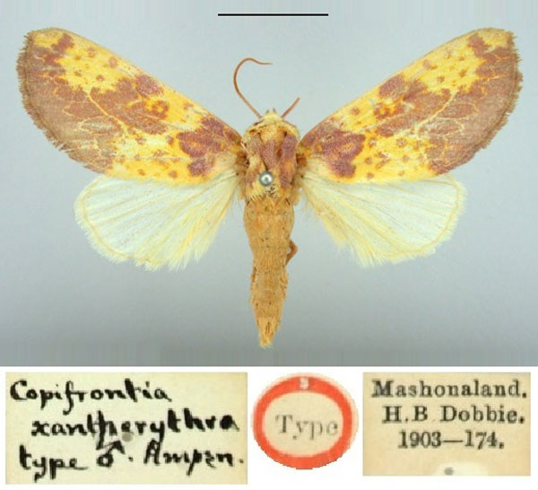 /filer/webapps/moths/media/images/X/xantherythra_Copifrontia_HT_BMNH.jpg