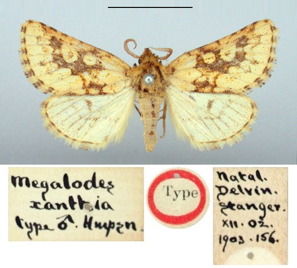 /filer/webapps/moths/media/images/X/xanthia_Megalodes_HT_BMNH.jpg