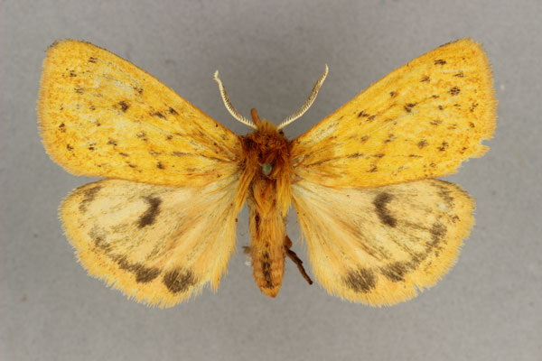 /filer/webapps/moths/media/images/X/xanthica_Carcinarctia_HT_BMNH.jpg